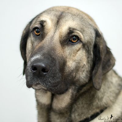 Tierheim Gießen Hunde